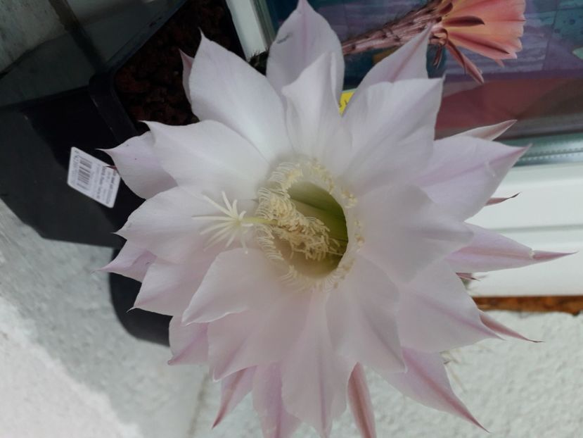 Echinopsis hb MP 2229 - Cactusi înfloriti 2020