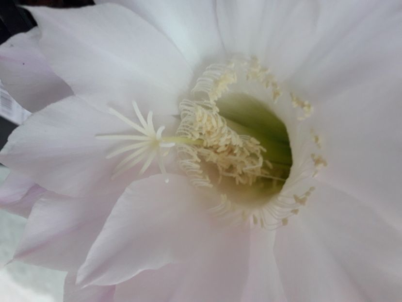 Echinopsis hb MP 2229 - Cactusi înfloriti 2020