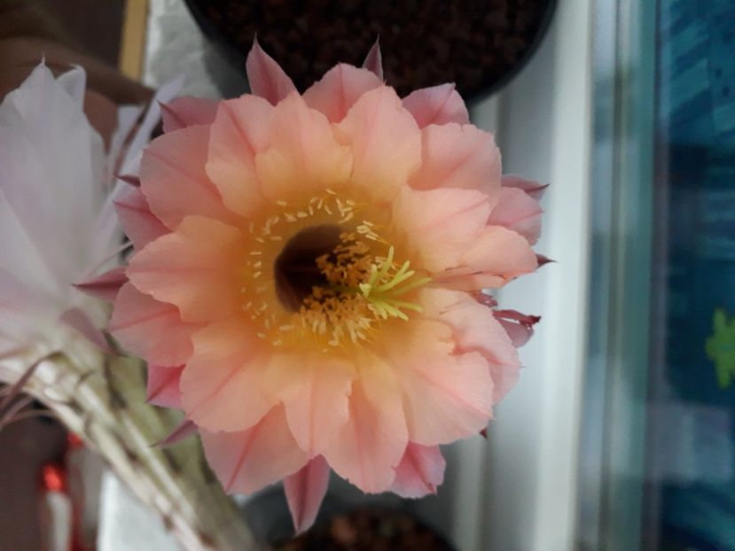 Echinopsis hb MP 2035 - Cactusi înfloriti 2020