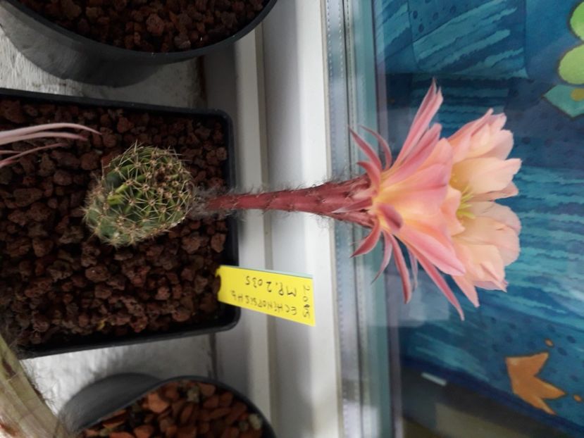 Echinopsis hb MP 2035 - Cactusi înfloriti 2020