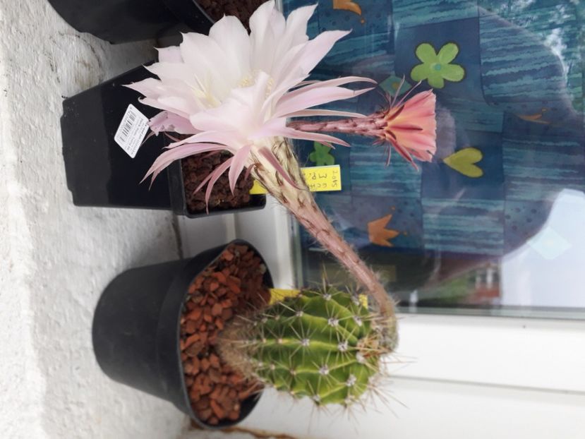 Echinopsis hb MP 2229 - Cactusi înfloriti 2020