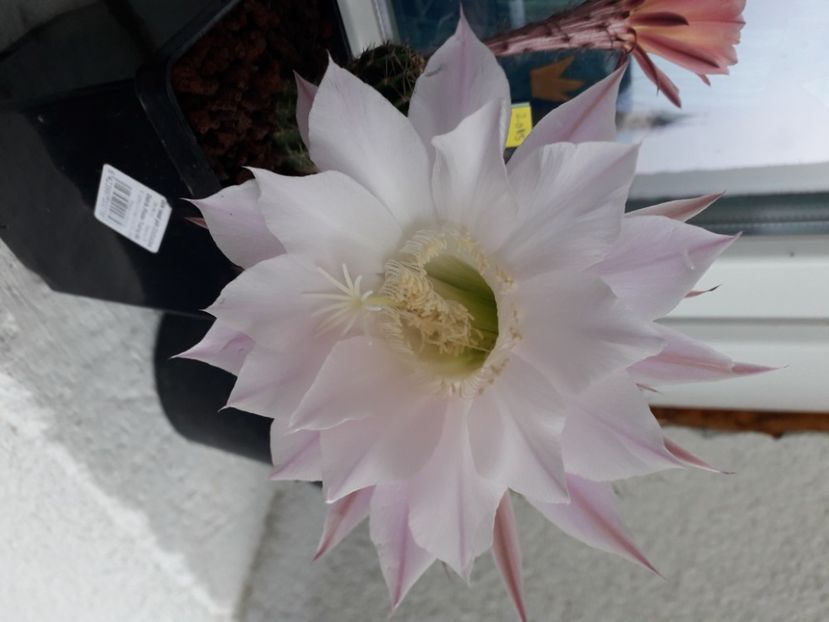 Echinopsis hibrid MP 2229 - Cactusi înfloriti 2020