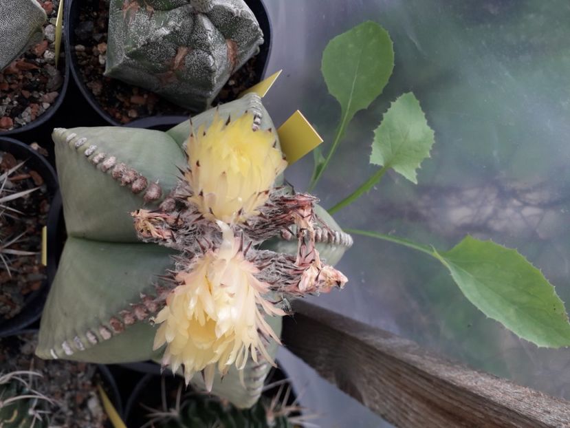  - Cactusi înfloriti 2020