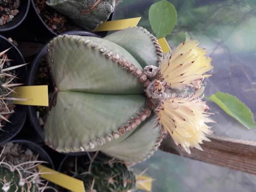Astrophytum myriostigma v nudum - Cactusi înfloriti 2020