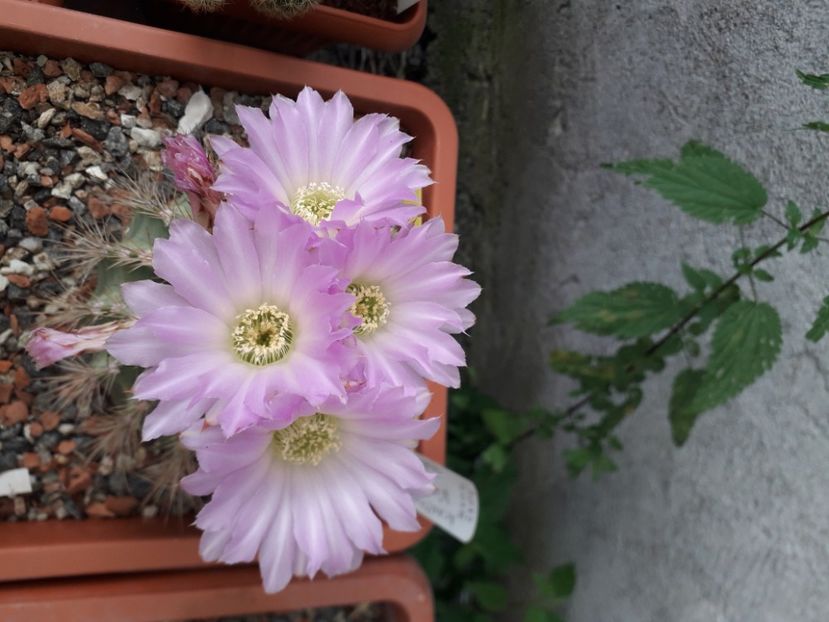 Acanthocalycium violaciflorus - Cactusi înfloriti 2020