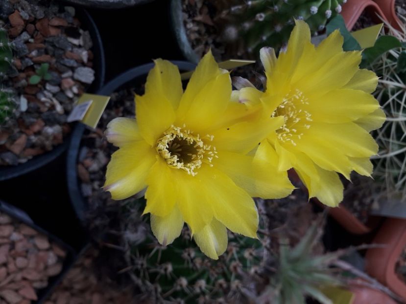 Pseudolobivia cu flori galbene - Cactusi înfloriti 2020