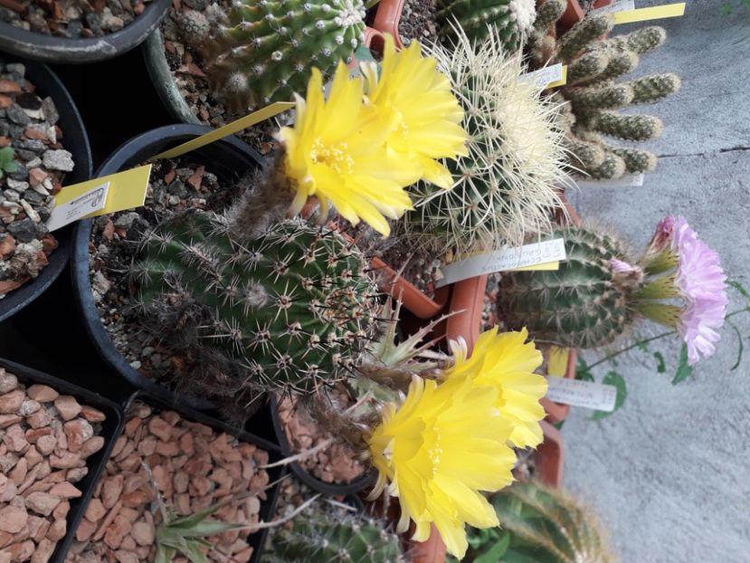 Pseudolobivia cu flori galbene - Cactusi înfloriti 2020