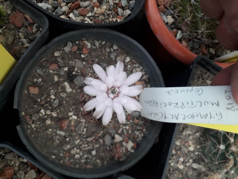 Gymnocalycium multiproliferum - Cactusi înfloriti 2020