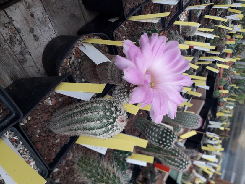 Echinocereus sciurus - Cactusi înfloriti 2020