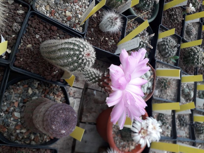 Echinocereus sciurus - Cactusi înfloriti 2020