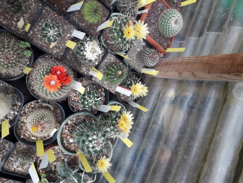 Parodia sanguiniflora - Cactusi înfloriti 2020