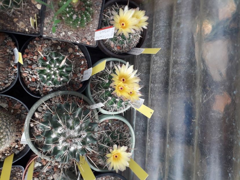 Notocactus submammulosus - Cactusi înfloriti 2020
