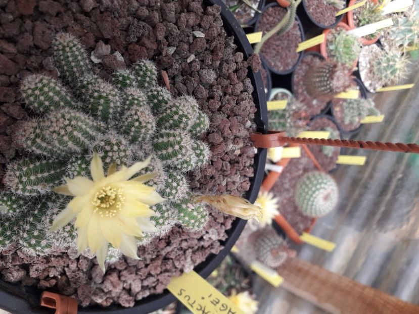 Chamacereus papagei - Cactusi înfloriti 2020