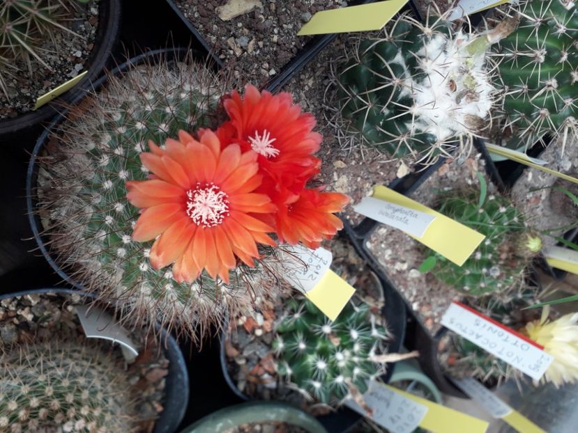 Parodia sanguiniflora - Cactusi înfloriti 2020