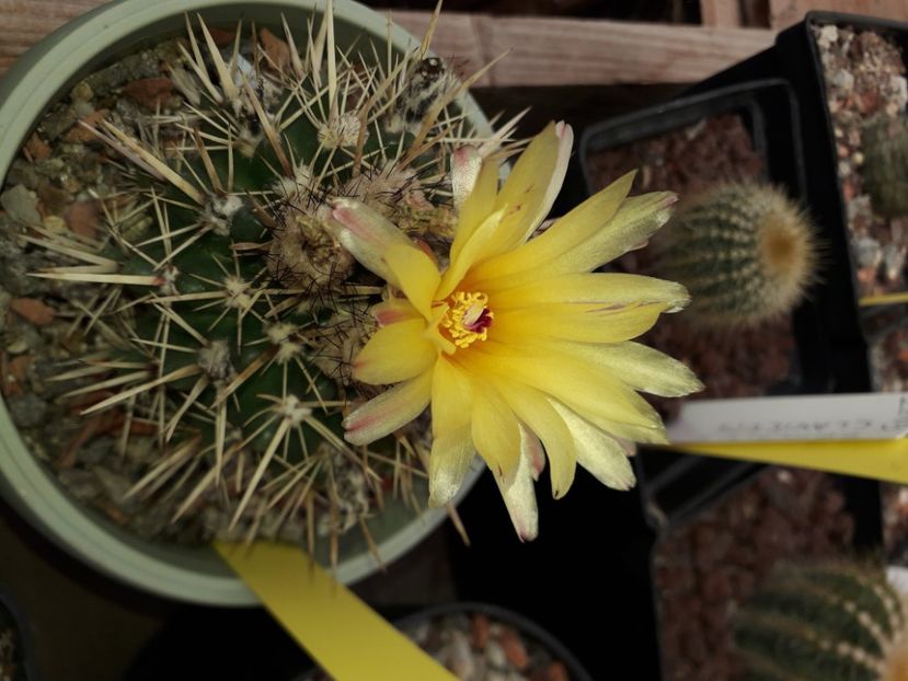 Notocactus submammulosus - Cactusi înfloriti 2020