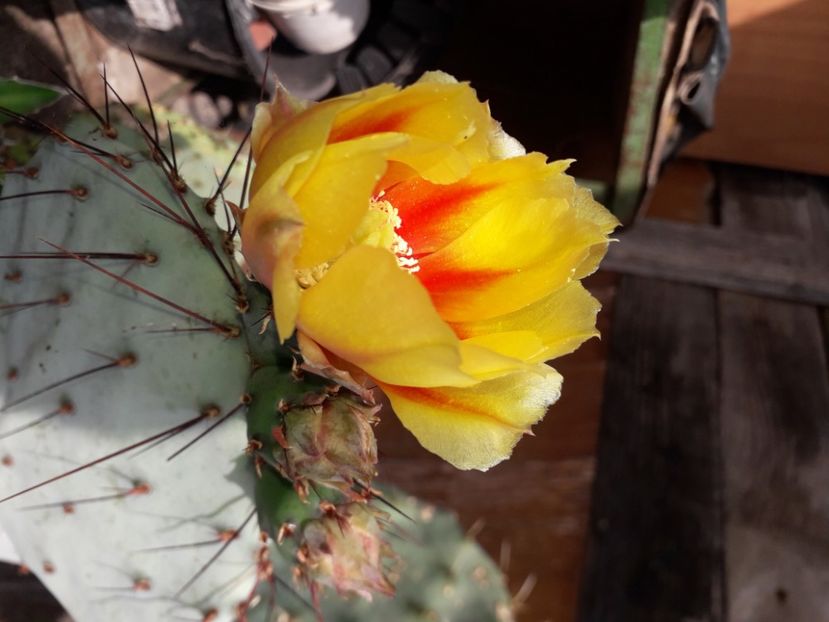 Opuntia azurea - Cactusi înfloriti 2020