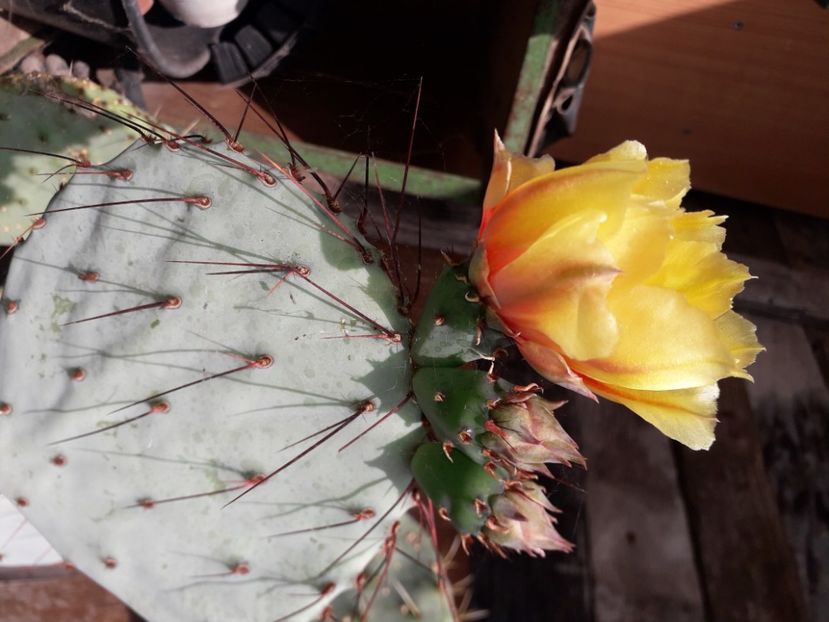 Opuntia azurea - Cactusi înfloriti 2020
