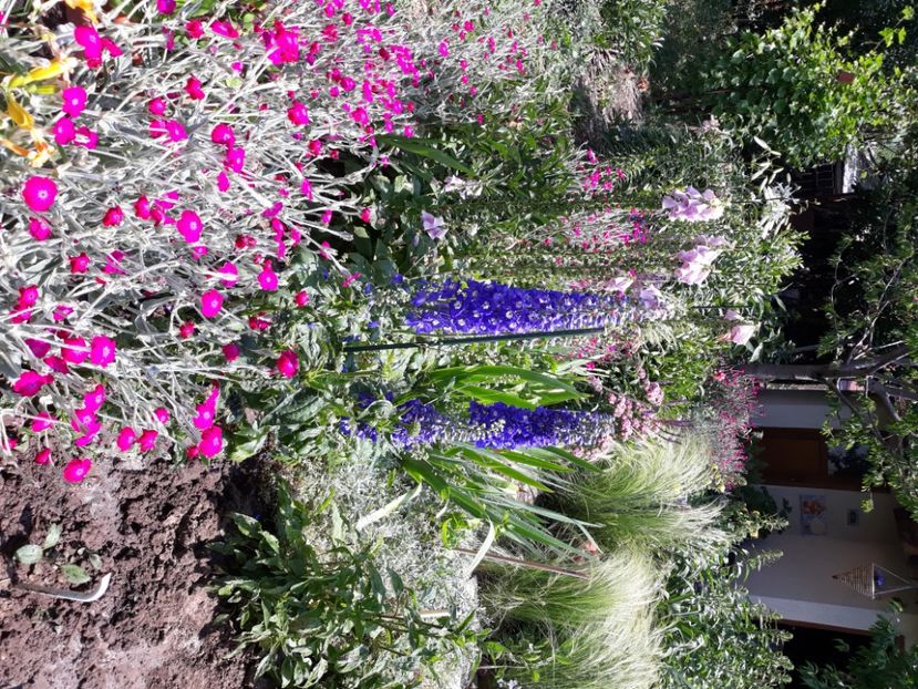  - Flori de grădină-2020