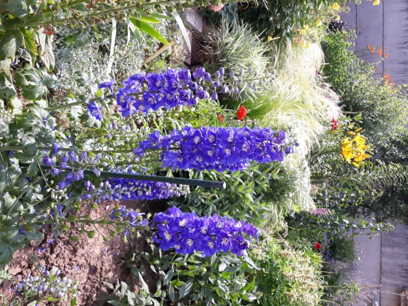  - Flori de grădină-2020