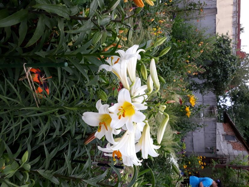  - Flori de grădină-2020