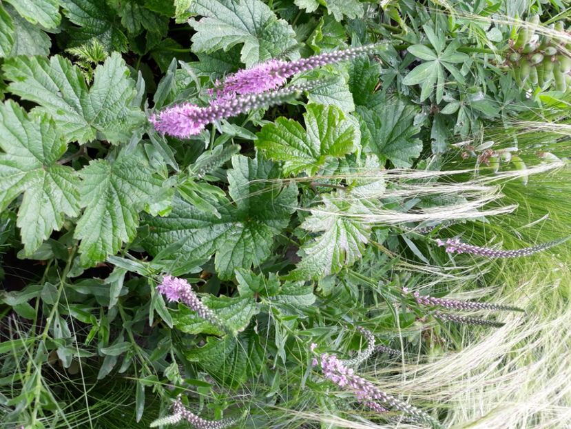  - Flori de grădină-2020