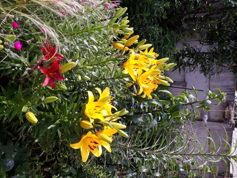  - Flori de grădină-2020