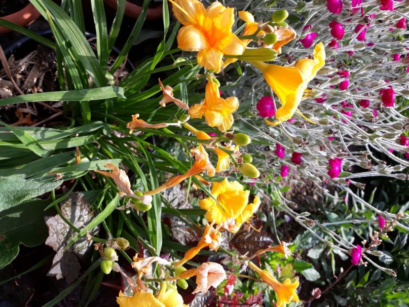  - Flori de grădină-2020