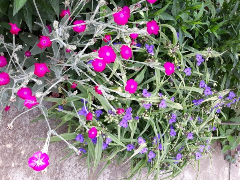  - Flori de grădină-2020