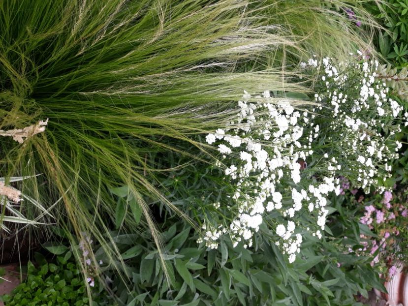  - Flori de grădină-2020