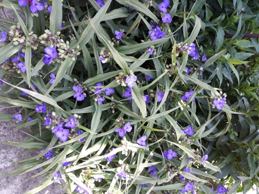  - Flori de grădină-2020