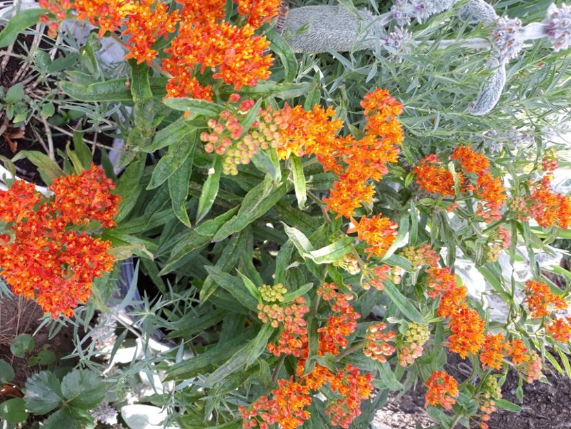  - Flori de grădină-2020