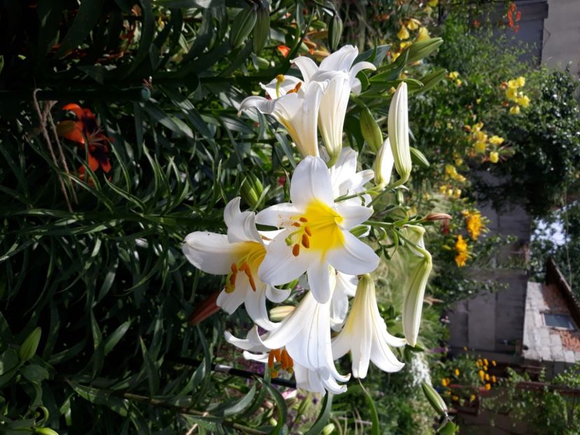  - Flori de grădină-2020