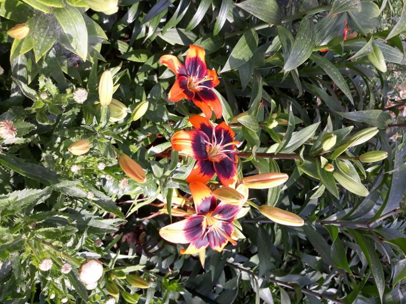  - Flori de grădină-2020