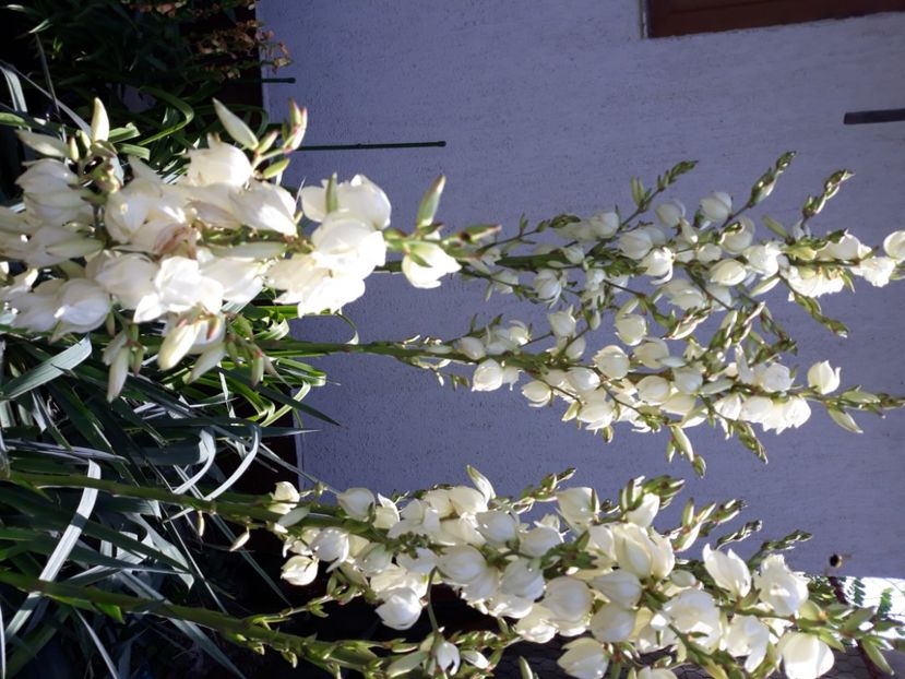  - Flori de grădină-2020