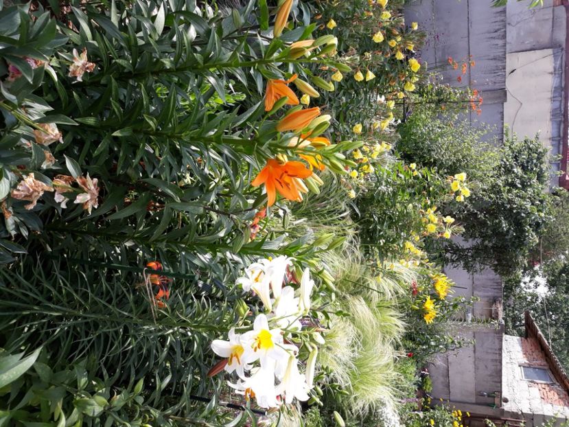  - Flori de grădină-2020