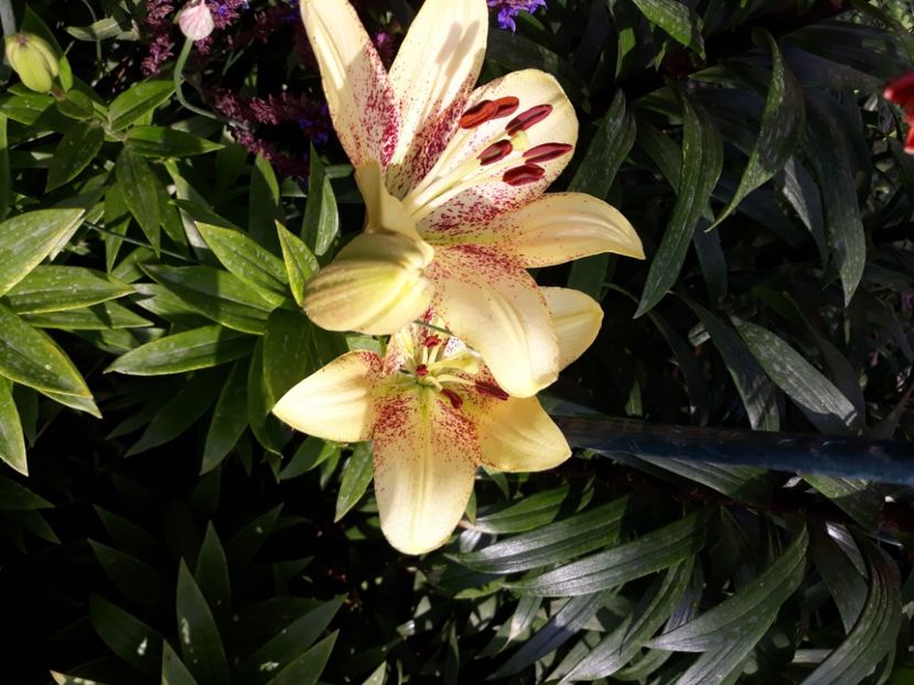  - Flori de grădină-2020