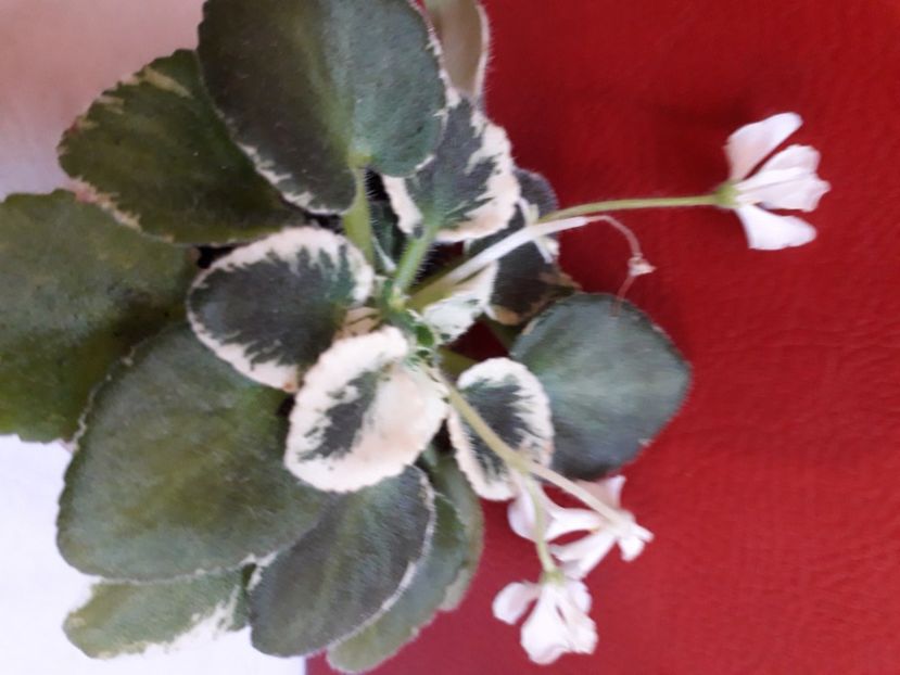  - A a a a a FLORI 2020