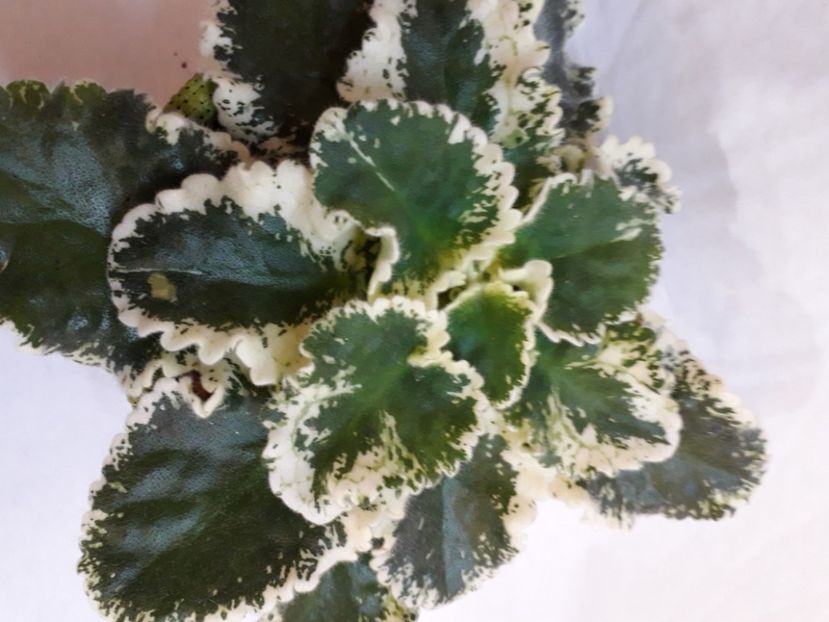  - A a a a a FLORI 2020