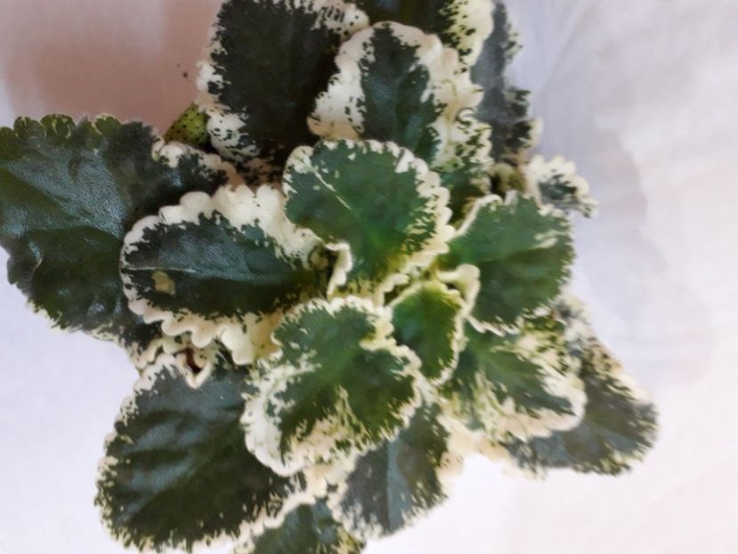  - A a a a a FLORI 2020