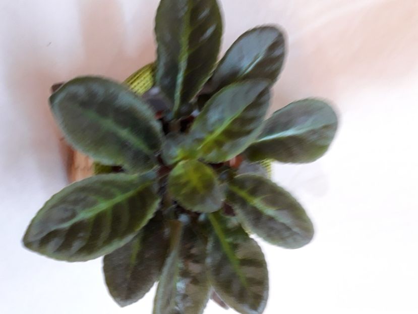  - A a a a a FLORI 2020