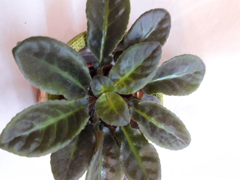  - A a a a a FLORI 2020