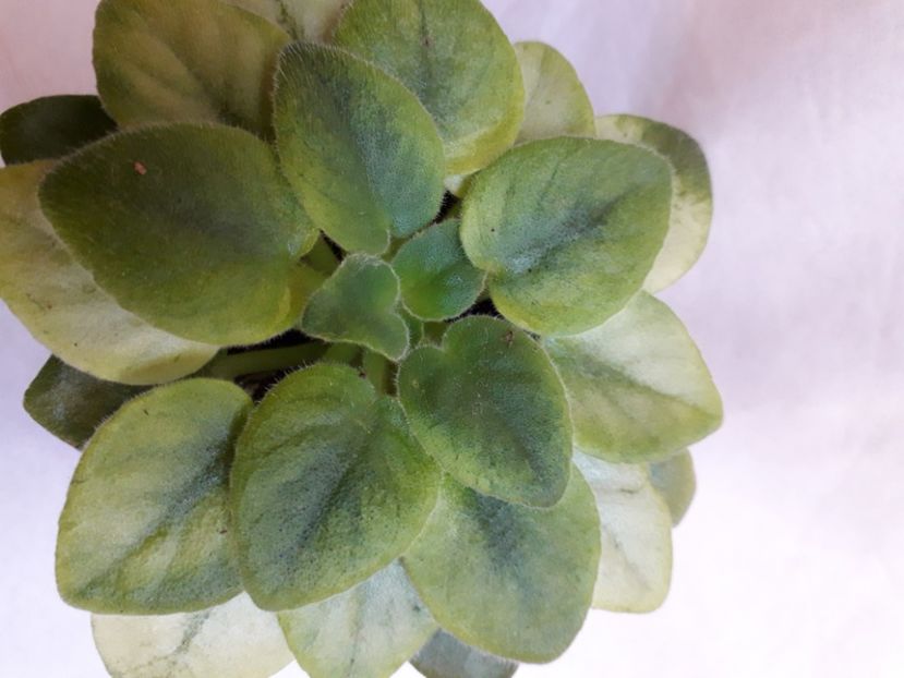  - A a a a a FLORI 2020