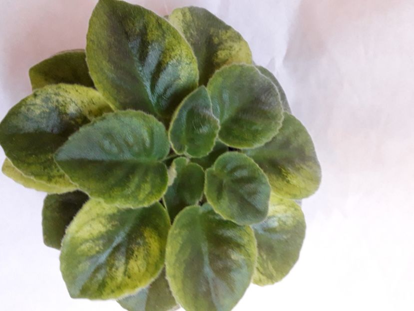  - A a a a a FLORI 2020