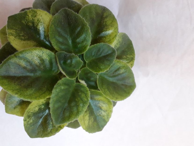  - A a a a a FLORI 2020