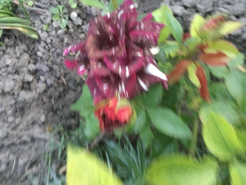 B4A9C449-E7F1-4DB8-B161-A4A62EC816F8 - Trandafiri 2020