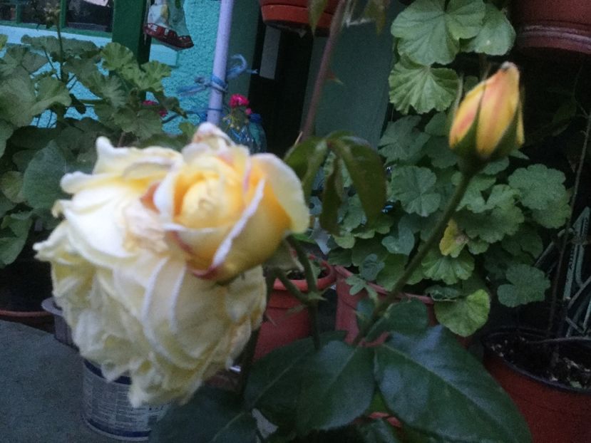 E4B9719F-FD2D-4509-9C60-941F032EA474 - Trandafiri 2020