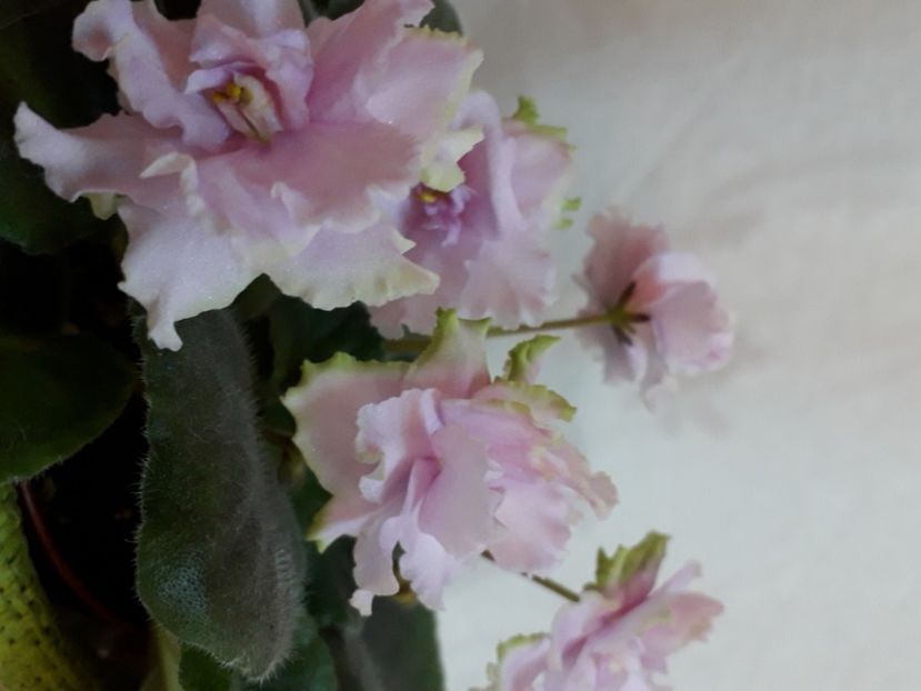  - A a a a a FLORI 2020