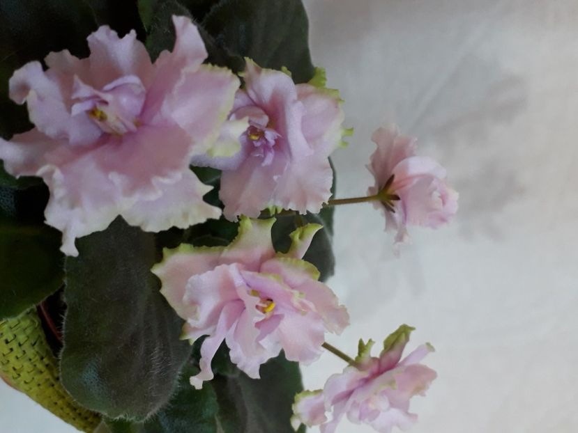  - A a a a a FLORI 2020