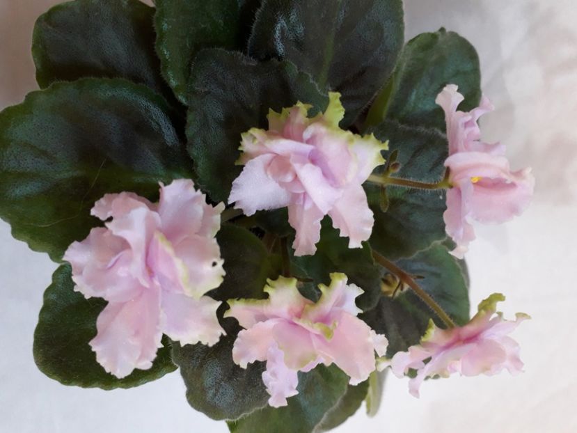  - A a a a a FLORI 2020