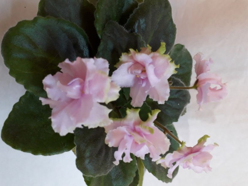  - A a a a a FLORI 2020